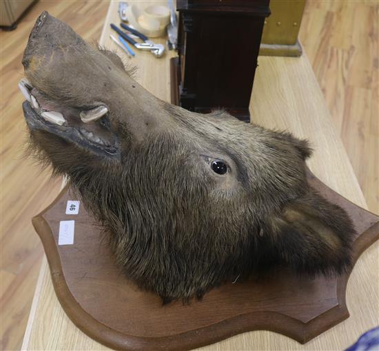 A boars head on shield